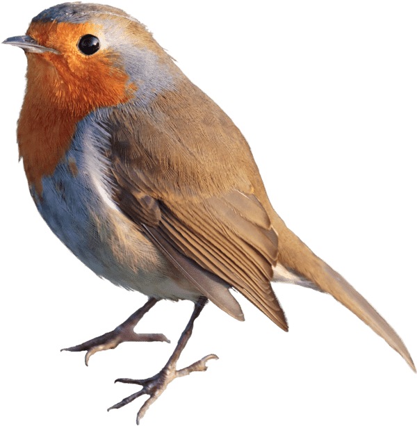 european robin National Symbols of England